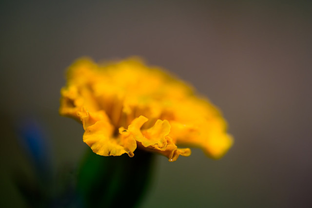 Ilustrasi Mitos Bunga Marigol, Foto:Unsplash/Scott Fillmer