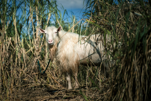 Seekor Kambing Putih. Sumber: Unsplash.com/Yoshihiro