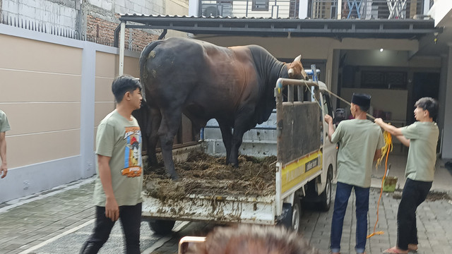 Sapi yang akan di kurbankan oleh Pedangdut Ayu Ting Ting. Foto: Aprilandika Pratama/kumparan