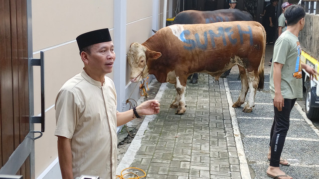 Ayah dari Pedangdut Ayu Ting Ting, Abdul Rozak menunjukkan sapi yang akan di kurbankan. Foto: Aprilandika Pratama/kumparan