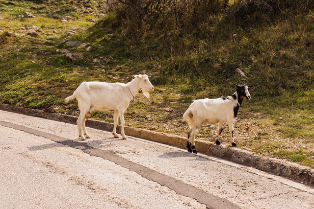 Ilustrasi Cara Mengolah Kaki Kambing agar Empuk. Pexels/ROMAN ODINTSOV