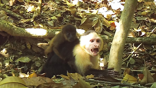 Monyet kapusin muda jantan membawa bayi monyet howler di punggungnya. Foto: Goldsborough, Zoë et al/Current Biology