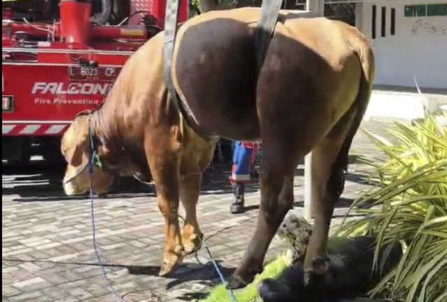 Sapi milik Dinas Pendidikan (Dispendik) Jawa Timur tercebur kolam di Kantor Dispendik Kota Surabaya Jalan Jagir Wonokromo No.354-356, Surabaya, pada Jumat (6/6/2025). Foto: Dok. Command Center 112 Surabaya