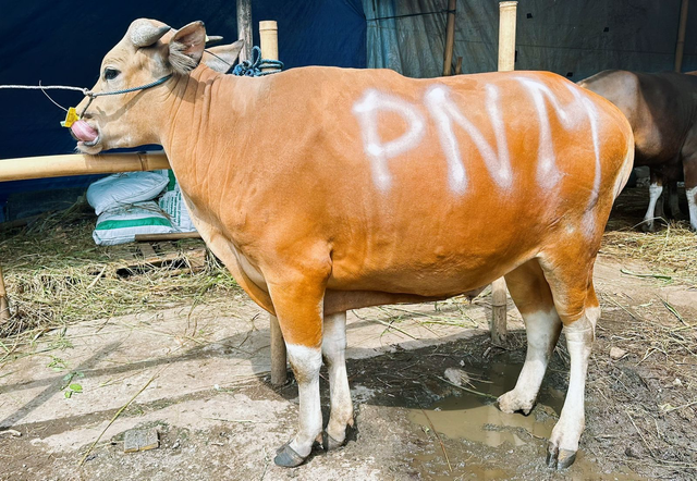 Hewan kurban dari PNM sebagai bentuk syukur perjalanan HUT ke-26 dan peringatan Idul Adha 1446 H. Foto: Dok. PNM