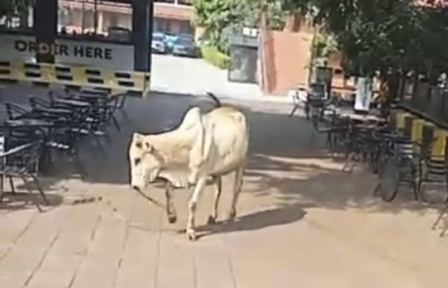 Sapi mengamuk hingga rusak fasilitas kafe di Serang, Banten. Foto: Dok. Istimewa