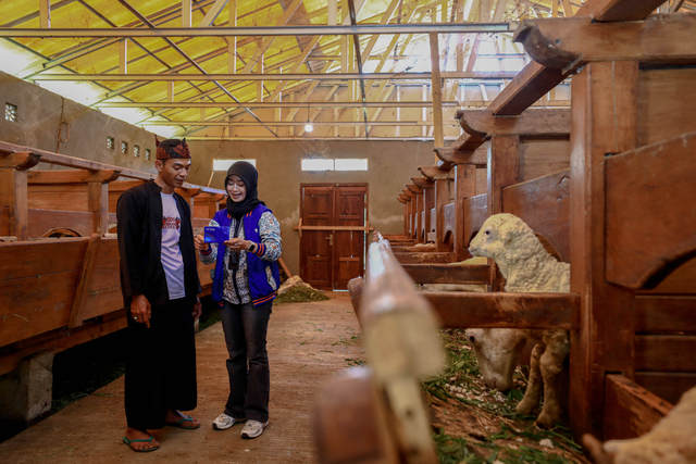 BRI bantu meningkatkan produktivitas Desa BRILiaN Sukalaksana sebagai tempat budidaya domba garut. Foto: Dok. BRI