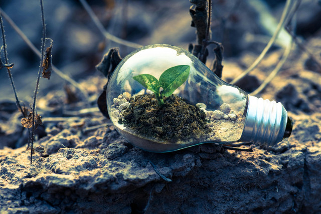 Ilusrasi Pembangunan Berkelanjutan, Sumber: Foto oleh Singkham: https://www.pexels.com/id-id/foto/clear-light-bulb-planter-di-grey-rock-1108572/