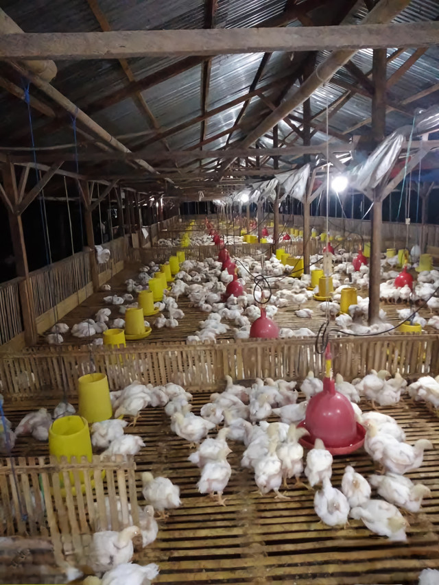 Potret peternakan ayam yang pernah saya bantu kelolah. Dok: Dion