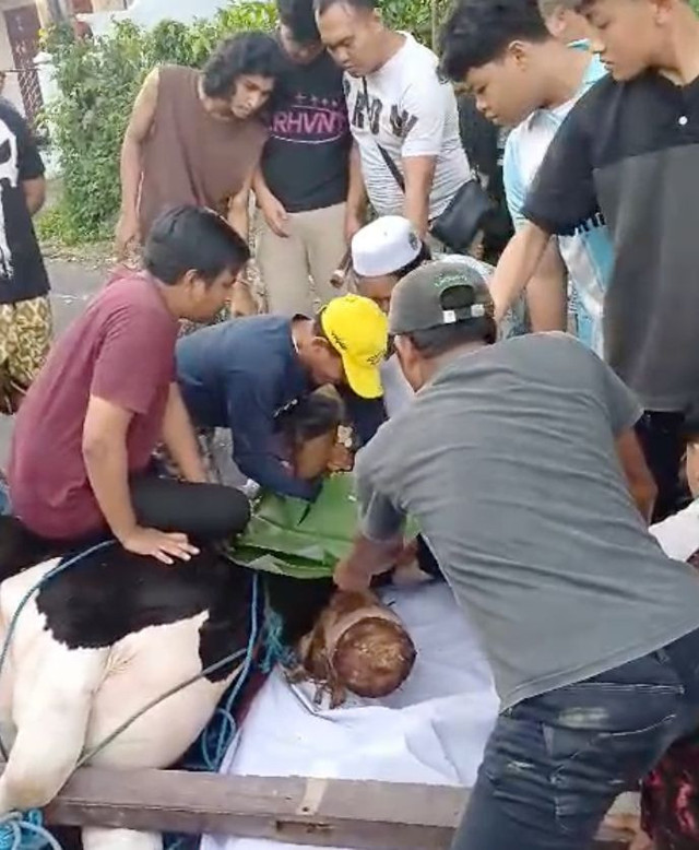 Sapi Kurban 500 Kg disembelih di tengah jalan di Banyuwangi Foto: Dok. Istimewa