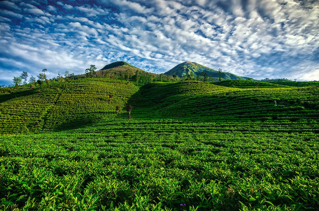 Kebun Teh Nglinggo. Foto hanya ilustrasi. Sumber foto: Pixabay.