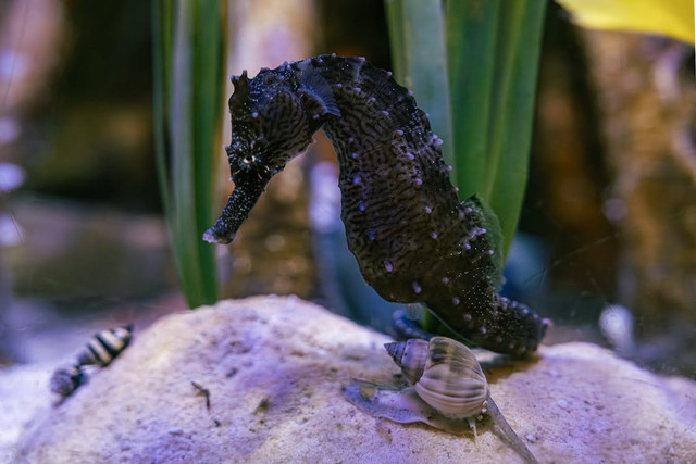 Ilustrasi Mitos Kuda Laut. Pexels/Maheshwar Reddy