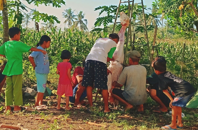 Masyarakat bergotong royong dalam proses penyembelihan hewan qurban di Desa Tembokrejo (Dokumentasi pribadi: Devi Susanti Presilia)