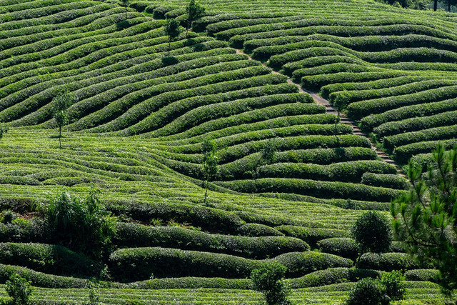 Kebun Teh Kemuning. Foto hanya ilustrasi bukan tempat sebenarnya. Sumber: Pixabay/lin2015