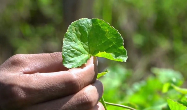Tanaman pegagan yang dibudidayakan di Kalurahan Sidoharjo, Samigaluh, Kulon Progo. Foto: Paniradya Kaistimewan DIY
