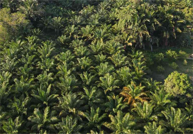 Hutan sagu juga sumber pangan masyarakat lokal (Foto: Dokpri)