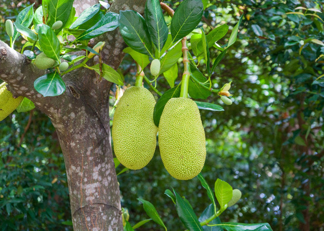 Ilustrasi Mitos Pohon Nangka Depan Rumah, Pexels/Azad Azahari