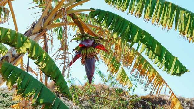 Ilustrasi Mitos Pohon Pisang,Foto:Pexels/Kindel Media