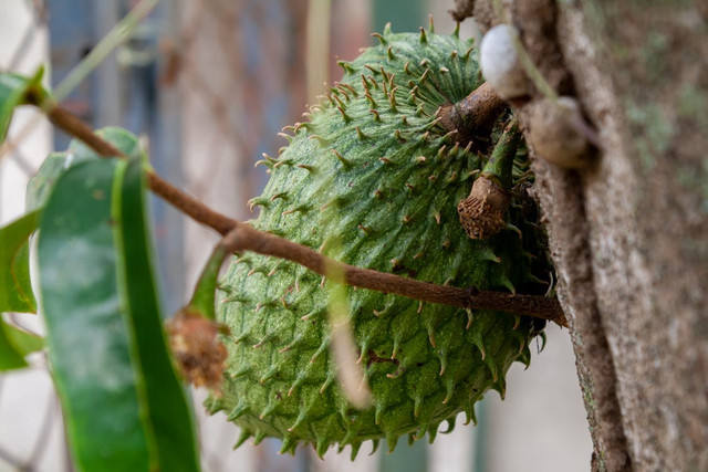 Ilustrasi Mitos Pohon Sirsak di Depan Rumah,Foto:Pexels/Arthur A