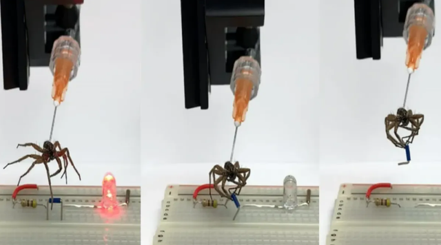 Ilmuwan sulap bangkai laba-laba jadi robot penjepit. Foto: Preston Innovation Laboratory/Rice University