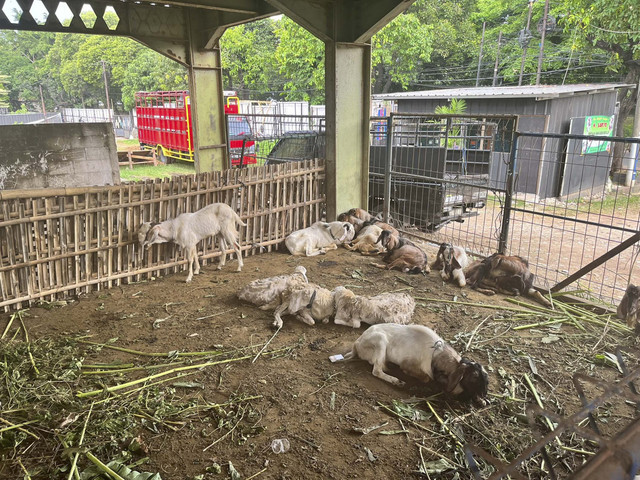 Sisa hewan kurban yang tidak laku terjual di kawasan Jl. TB Simatupang, Jakarta Selatan, Senin (9/6/2025). Foto: Nasywa Permana/kumparan