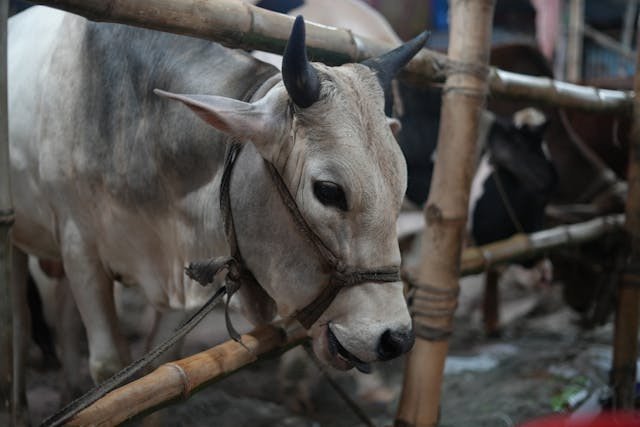 ilustrasi hewan qurban, dokumentasi by pexels.com