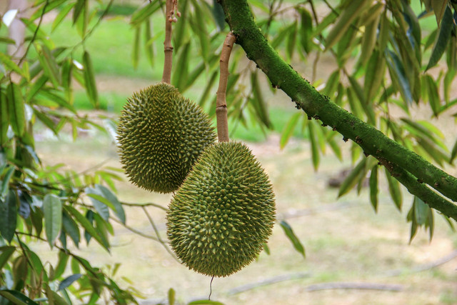 ilustrasi mitos pohon durian di depan rumah. Pexels/Jess Ho