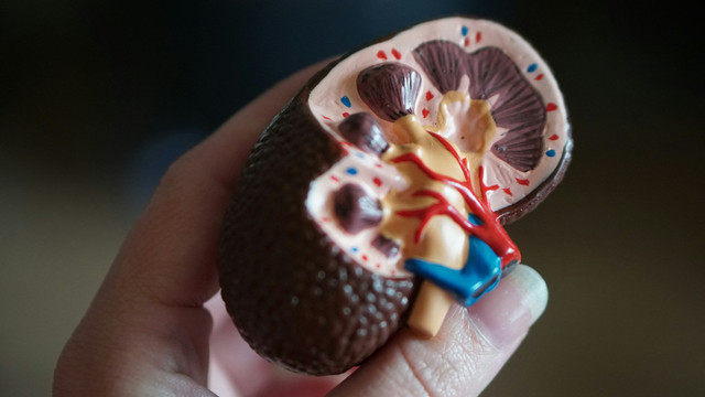 Ilustrasi ginjal. Foto: Unsplash.com