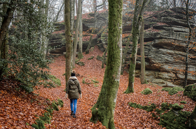 ilustrasi gambar adventure in the forest. Foto: Pixabay.