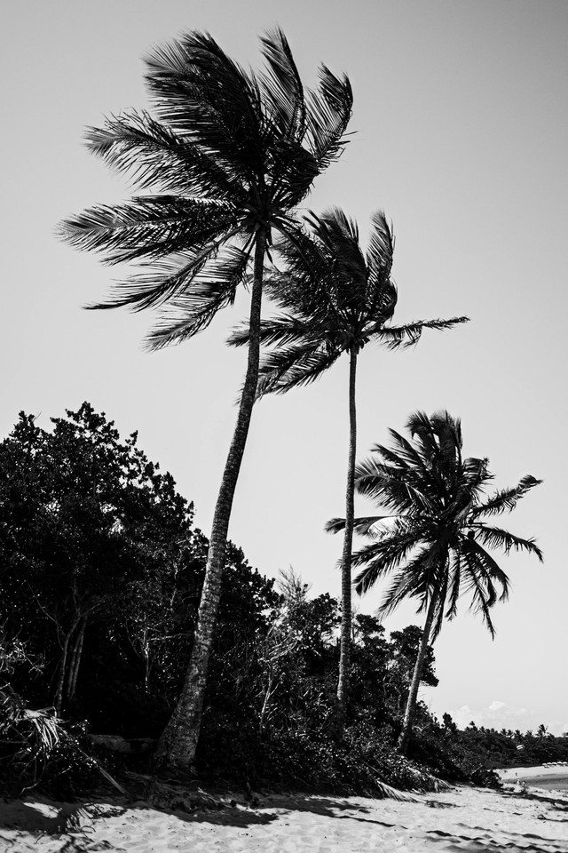 https://www.pexels.com/id-id/pencarian/angin%20kencang%20foto%20pohon%20tumbang/