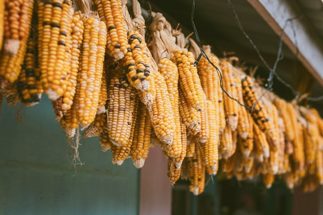 Ilustrasi cara melunakkan jagung kering. Pexels/Soumyojit Sinha