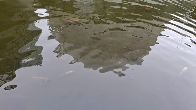 FOTO MILIK SENDIRI TENTANG MEMBUDIDAYAAN IKAN DI KOLEM BELAKANG RUMAH ( 11/6/25 )