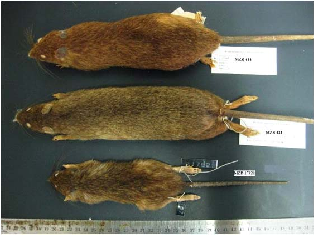 Tikus niken endemik Pulau Gag Raja Ampat Foto: Dok. ResearchGate