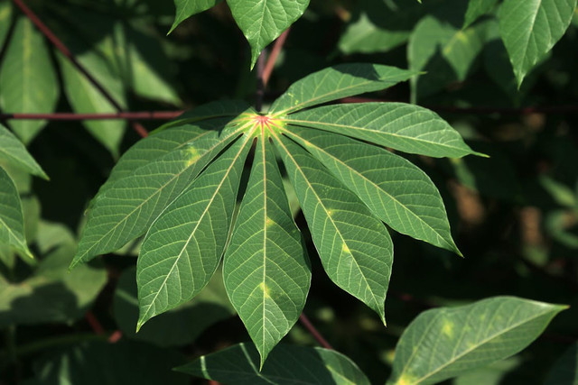 cara melunakkan daun singkong, Pexels/Jeffry S.S.