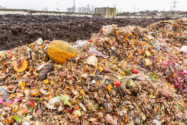 Sampah Organik. Foto: iStock