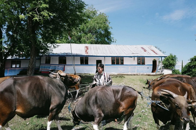 Atta Halilintar berkurban sapi. Foto: Instagram/attahalilintar 