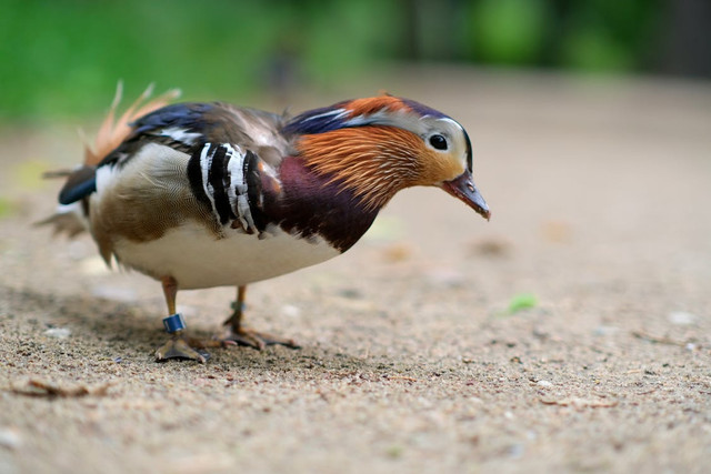 Ilustrasi Mitos Burung Cendet. Pexels/Roman Biernacki