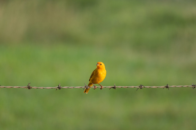 Ilustrasi Mitos Burung Kenari, Foto:Unsplash/César Ardila