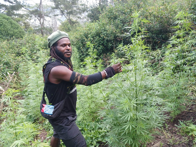 Foto Egianus Kogoya dengan tanaman ganja. Dok: Satgas Damai Cartenz