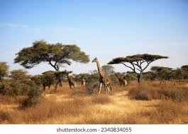 Sumber : https://www.shutterstock.com/search/wildlife-fauna.