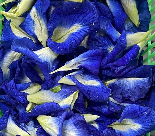 Gambar bunga telang (sumber : foto dokumentasi penelitian (Parlan, 2025))