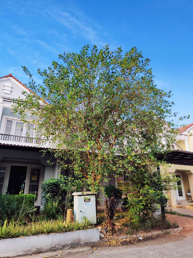 Koleksi Pribadi: Halaman rumah yang dihiasi oleh cuaca cerah disiang hari, di kota Tangerang