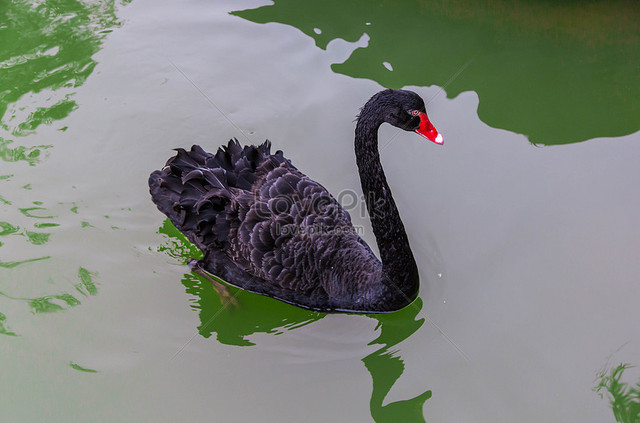 Gambar : Angsa Hitam