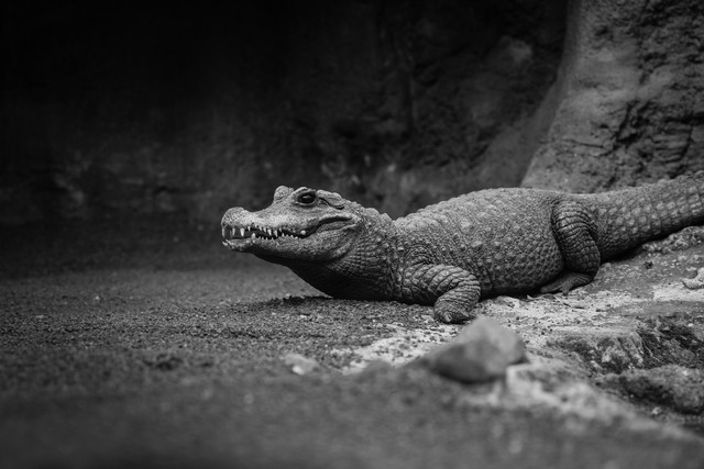 Ilustrasi mitos buaya putih/Unsplash/Wojciech Rzepka