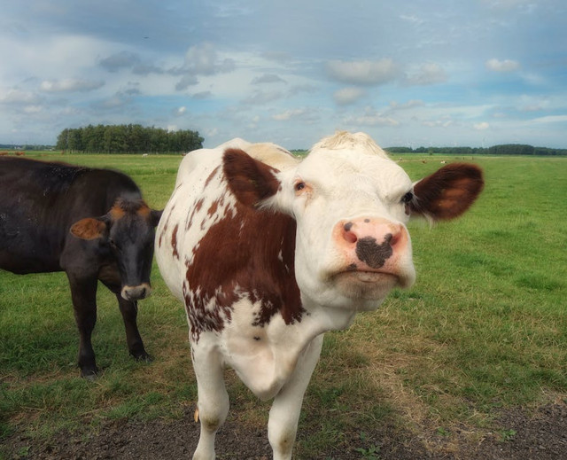 Ilustrasi Cara Membersihkan Usus Sapi sebelum Dimasak, Foto: Pexels/Hans Heemsbergen