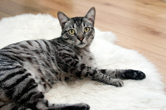 Ilustrasi biaya steril kucing betina. Sumber: Pixabay/amayaeguizabal