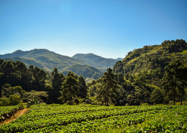 Malino Kota Bunga. Foto hanya sebagai ilustrasi, bukan tempat sebenarnya. Sumber foto: Unsplash-Nopparuj Lamaikul