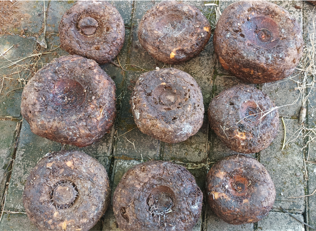 Gambar Umbi Porang (Sumber : Dokumentasi Penelitian, Parlan (2025))