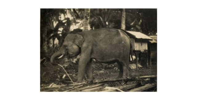 Gajah Sumatra antara tahun 1930 hingga 1937 (Foto: Leiden University Libraries, KITLV)