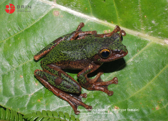 Penampakan spesies katak baru Rhacophorus boeadii. Foto: Dok. BRIN