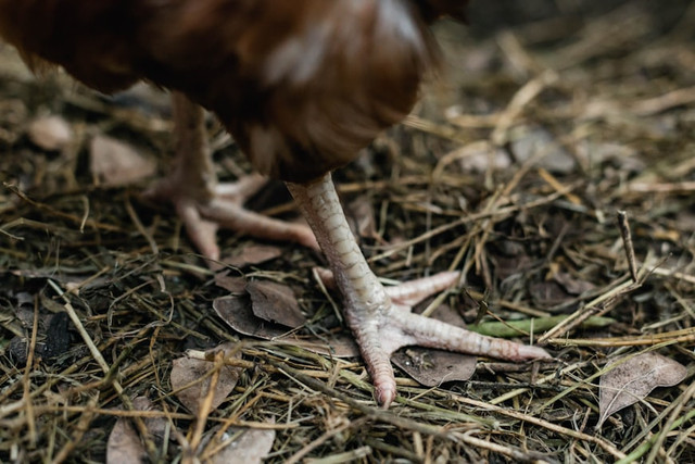 Ilustrasi cara membersihkan ceker ayam, foto: unsplash/Sincerely Media